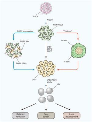 A possible connection between reactive oxygen species and the unfolded protein response in lens development: From insight to foresight